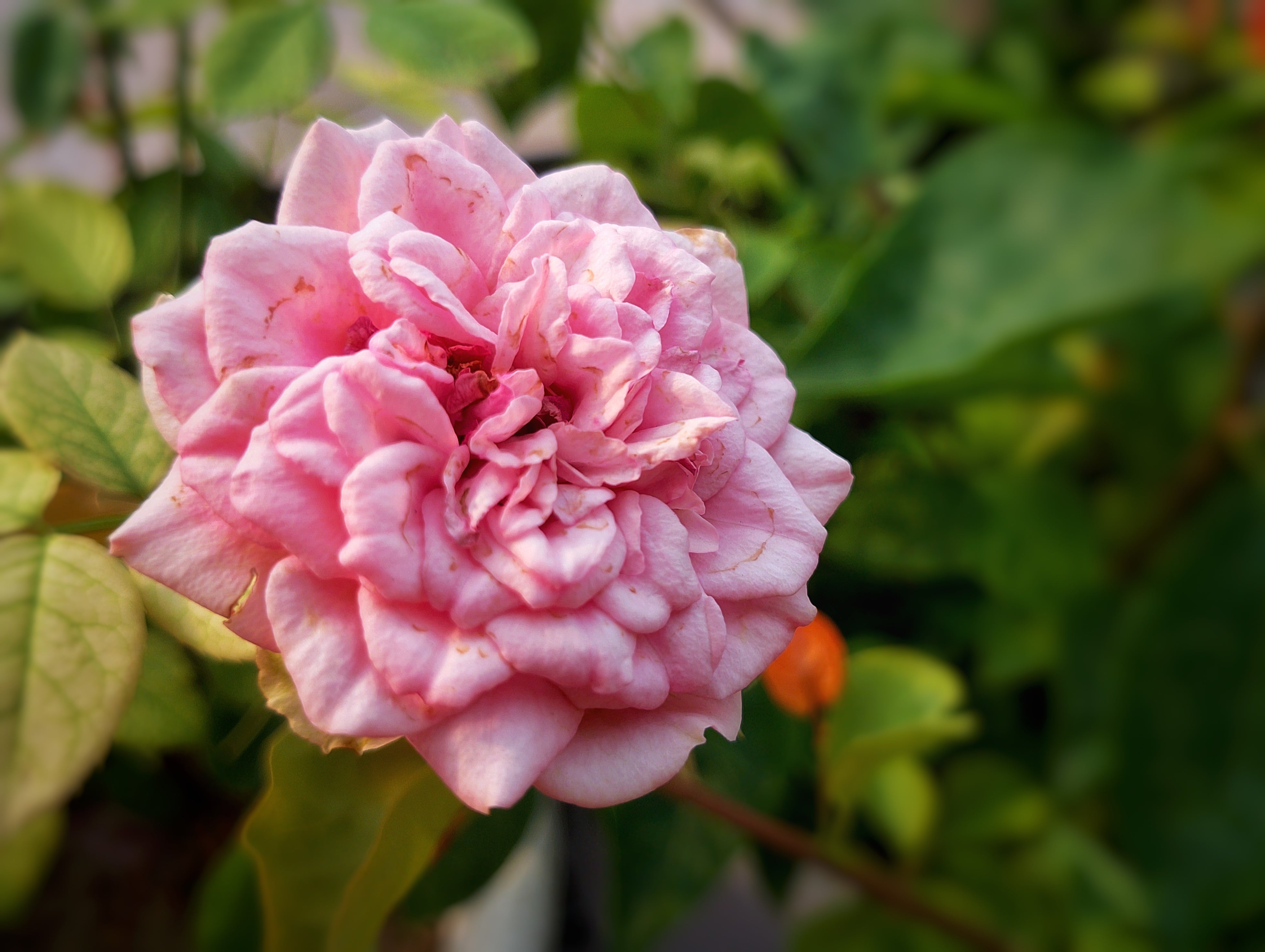 Rose Absolute Essential Oil