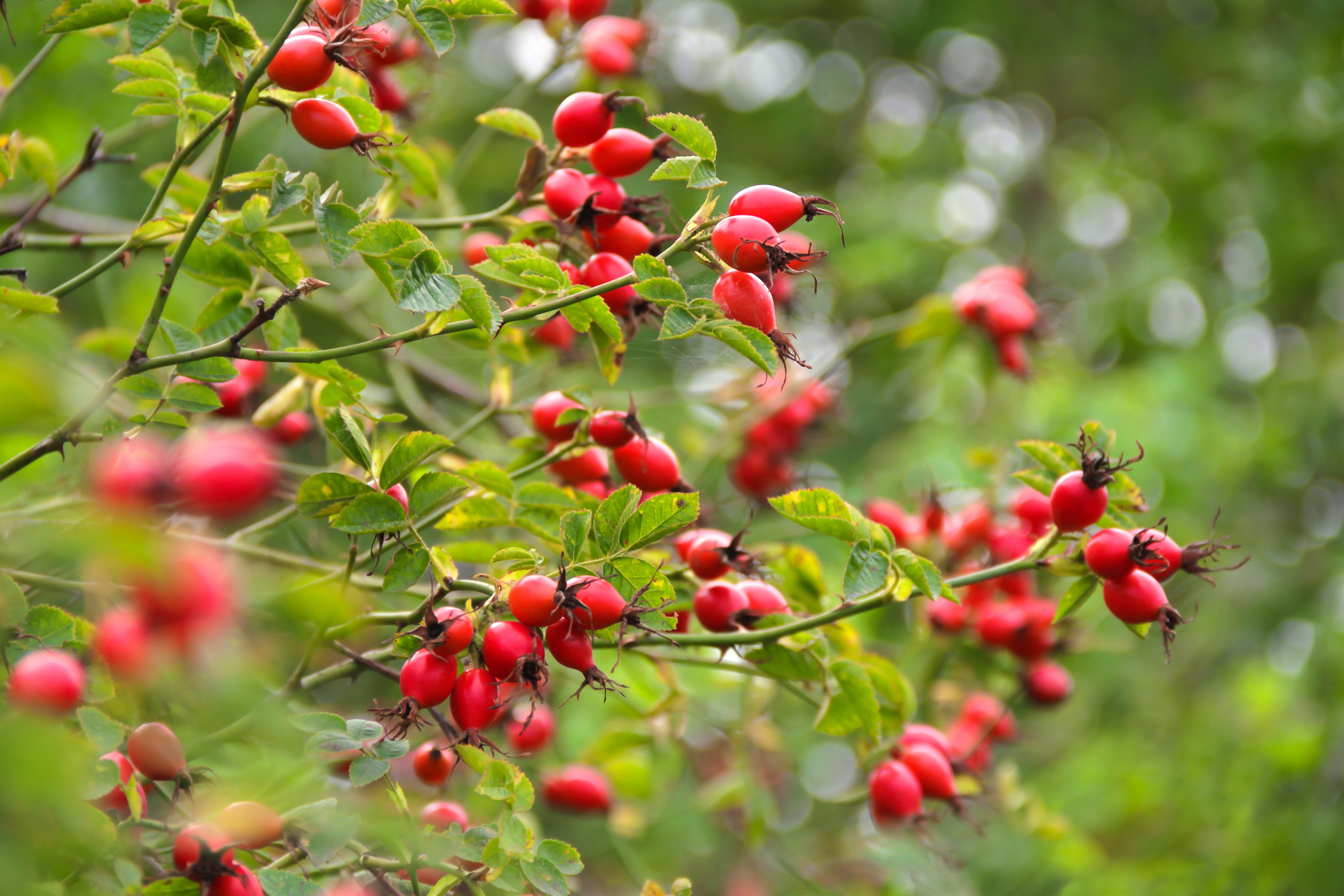 Rosa canina (Rosehip) seed oil