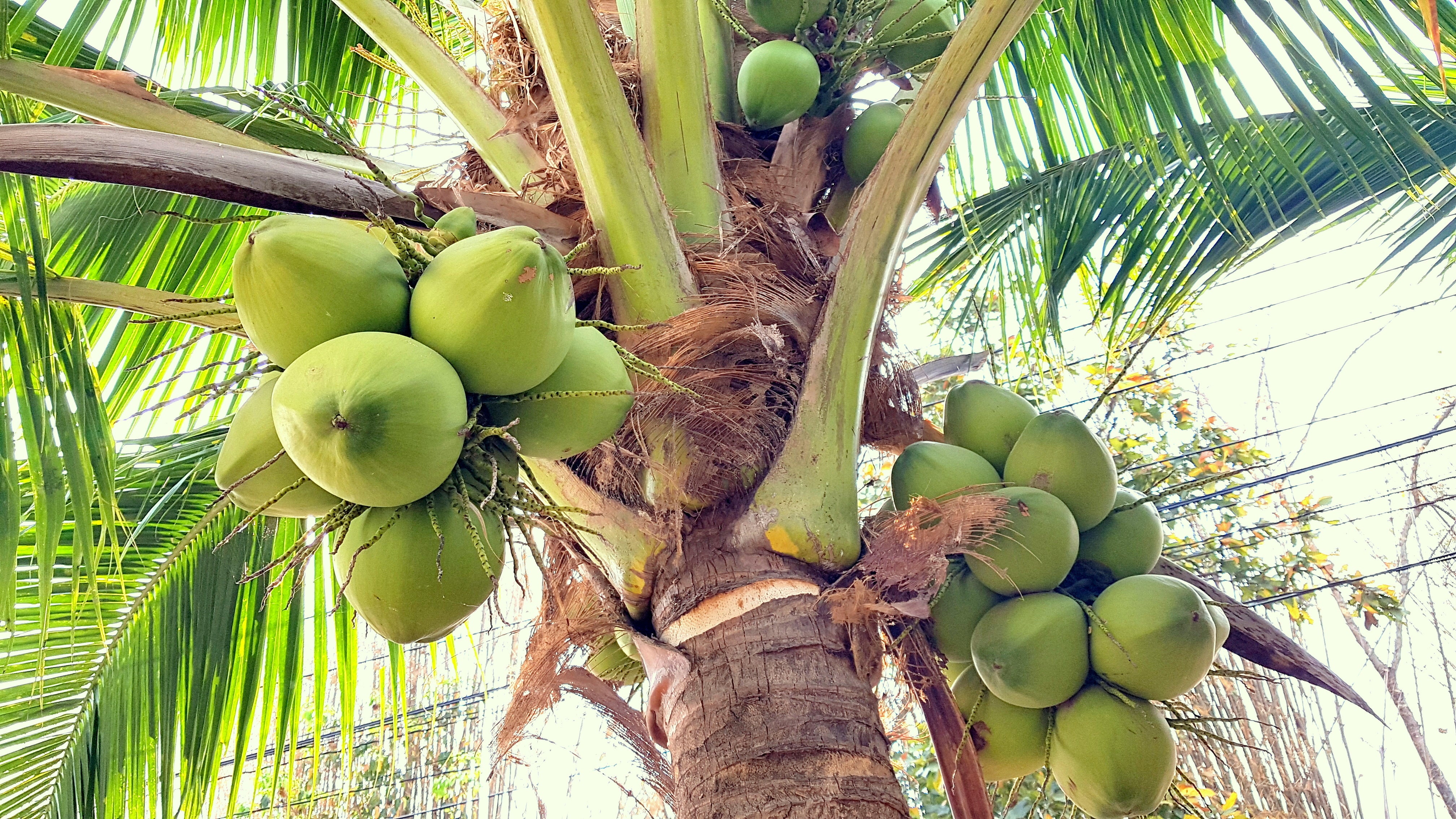 Caprylic capric triglycerides (Coconut-derived MCT) oil