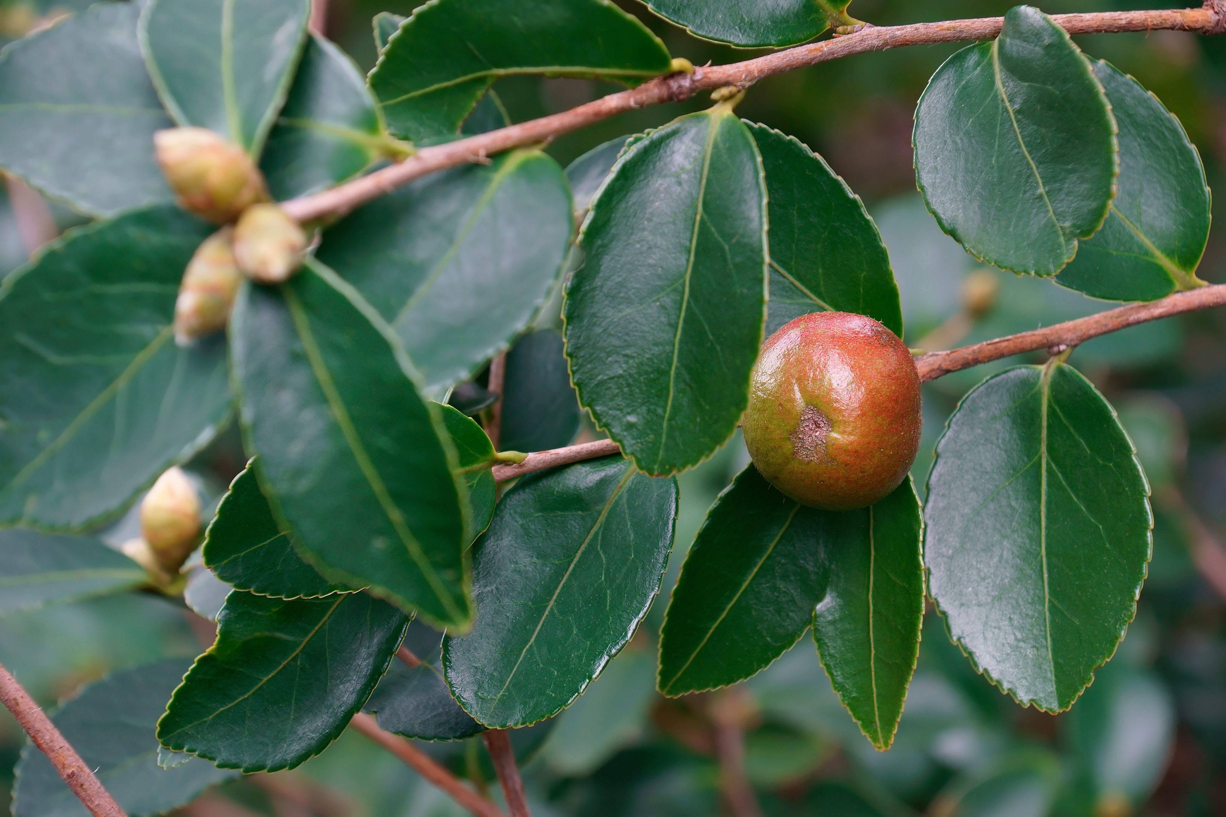 Camellia oleifera (Camellia) seed oil