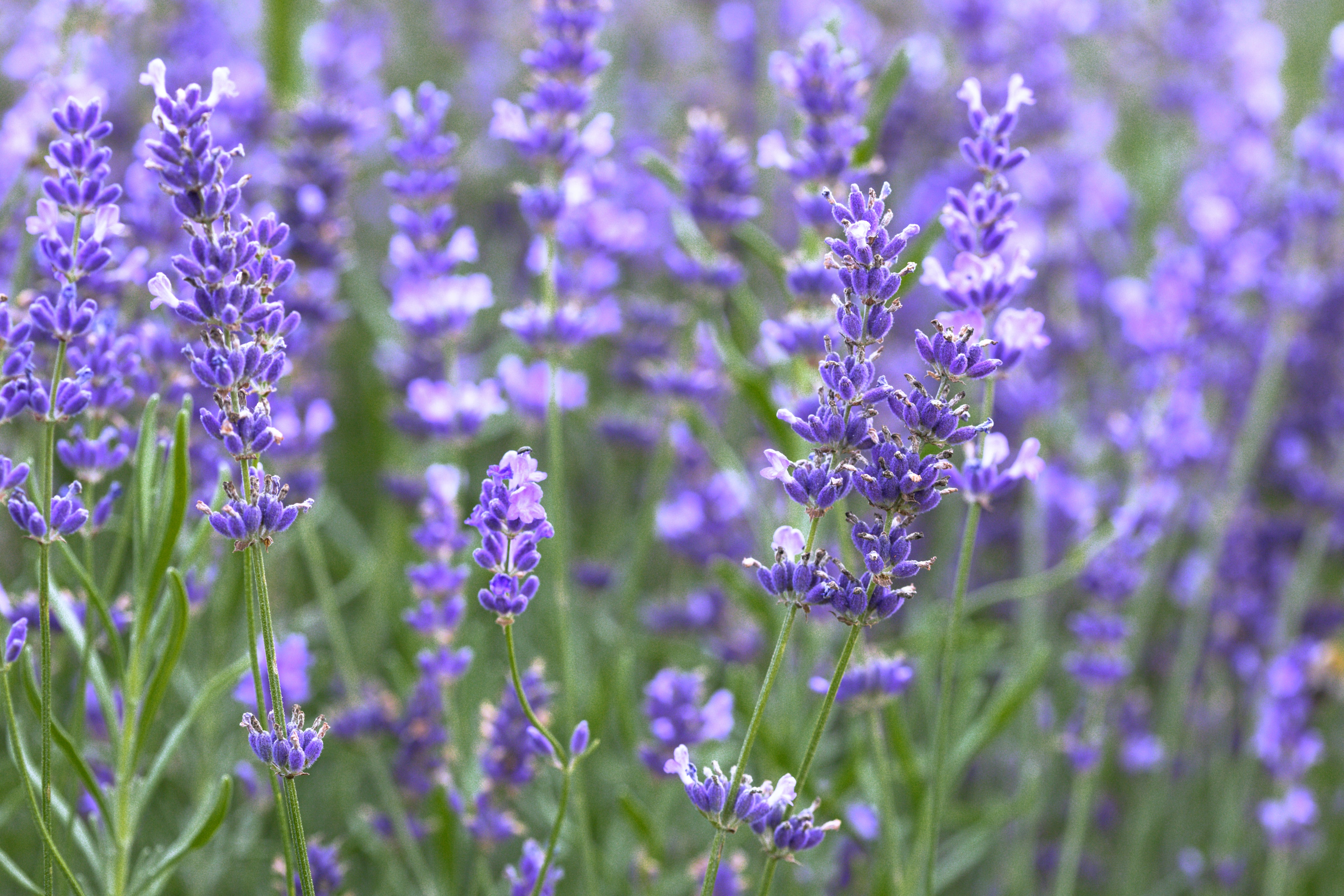 Lavender Essential Oil