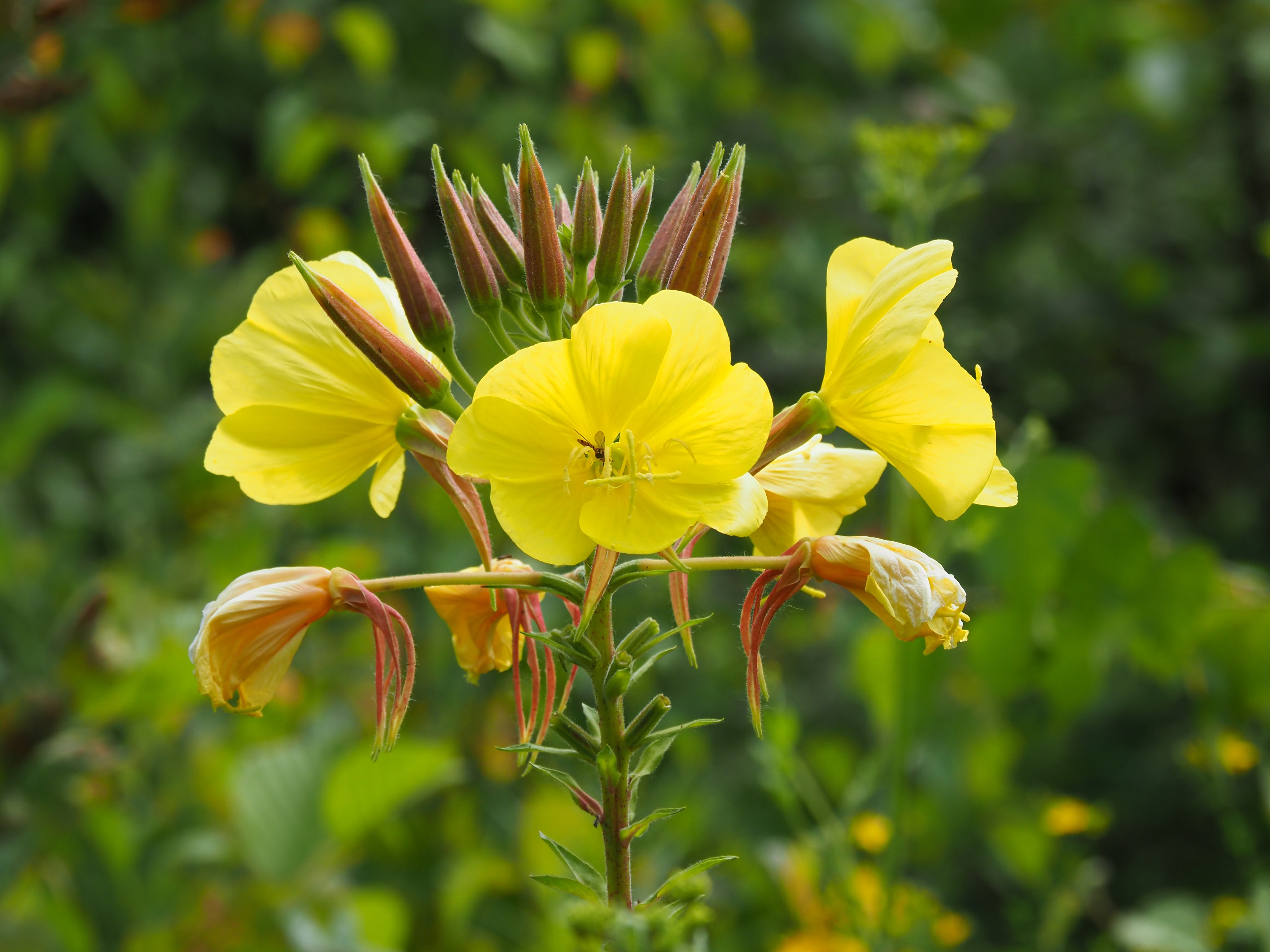Oenothera biennis (Evening Primrose) oil
