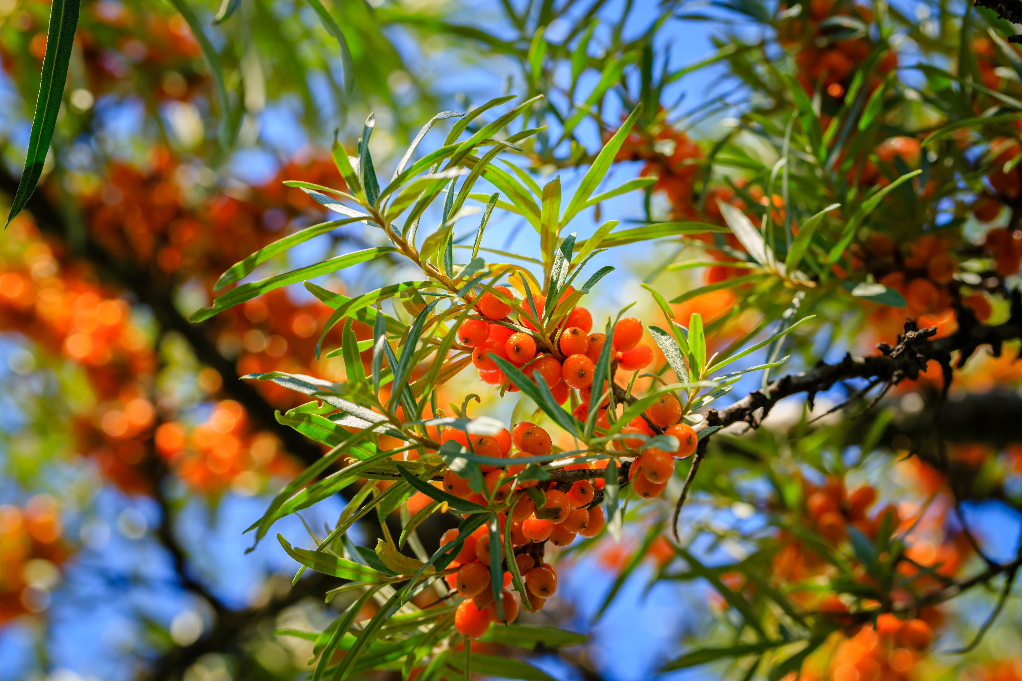 Hippophae rhamnoides (Seabuckthorn) fruit oil