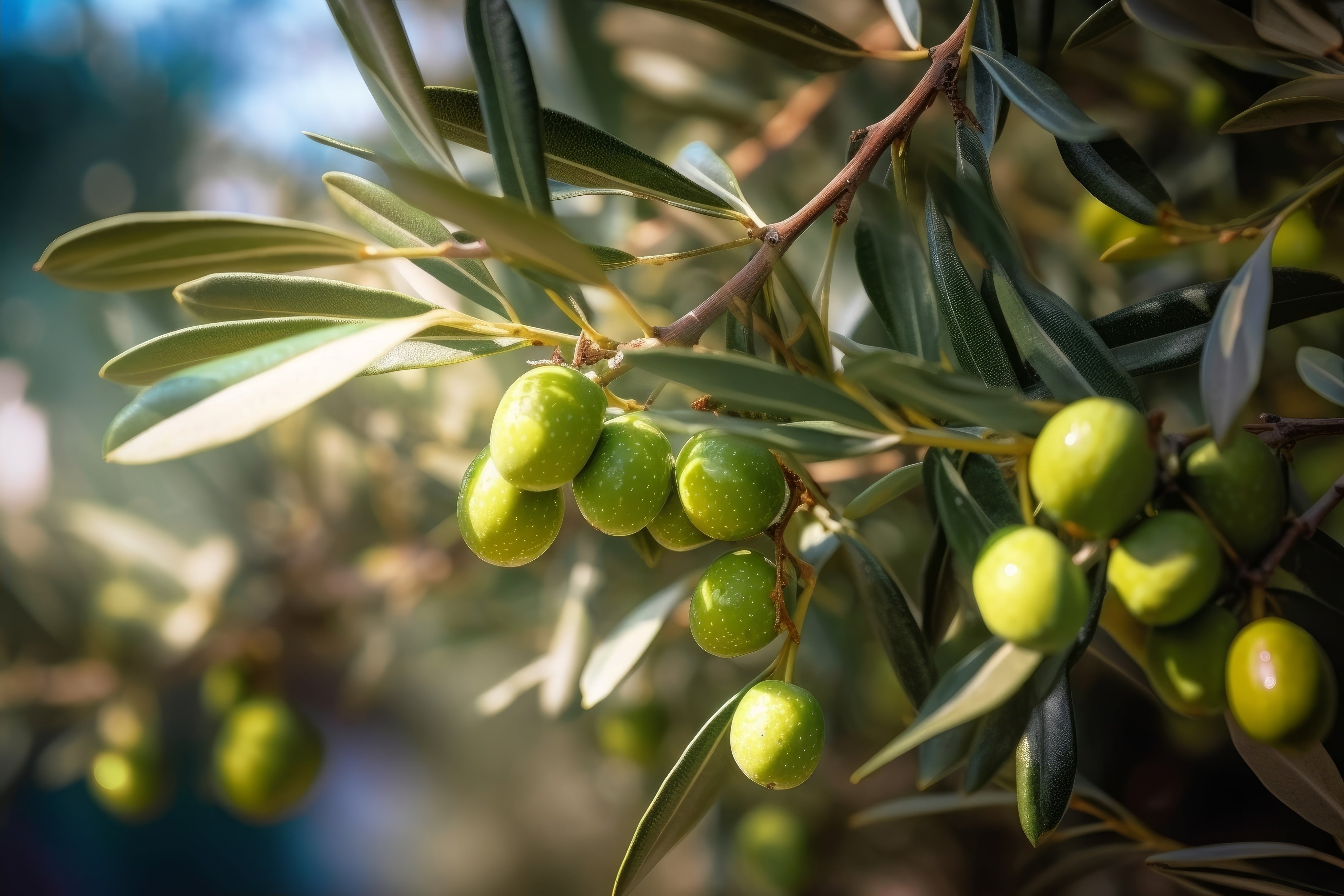 Olive squalane