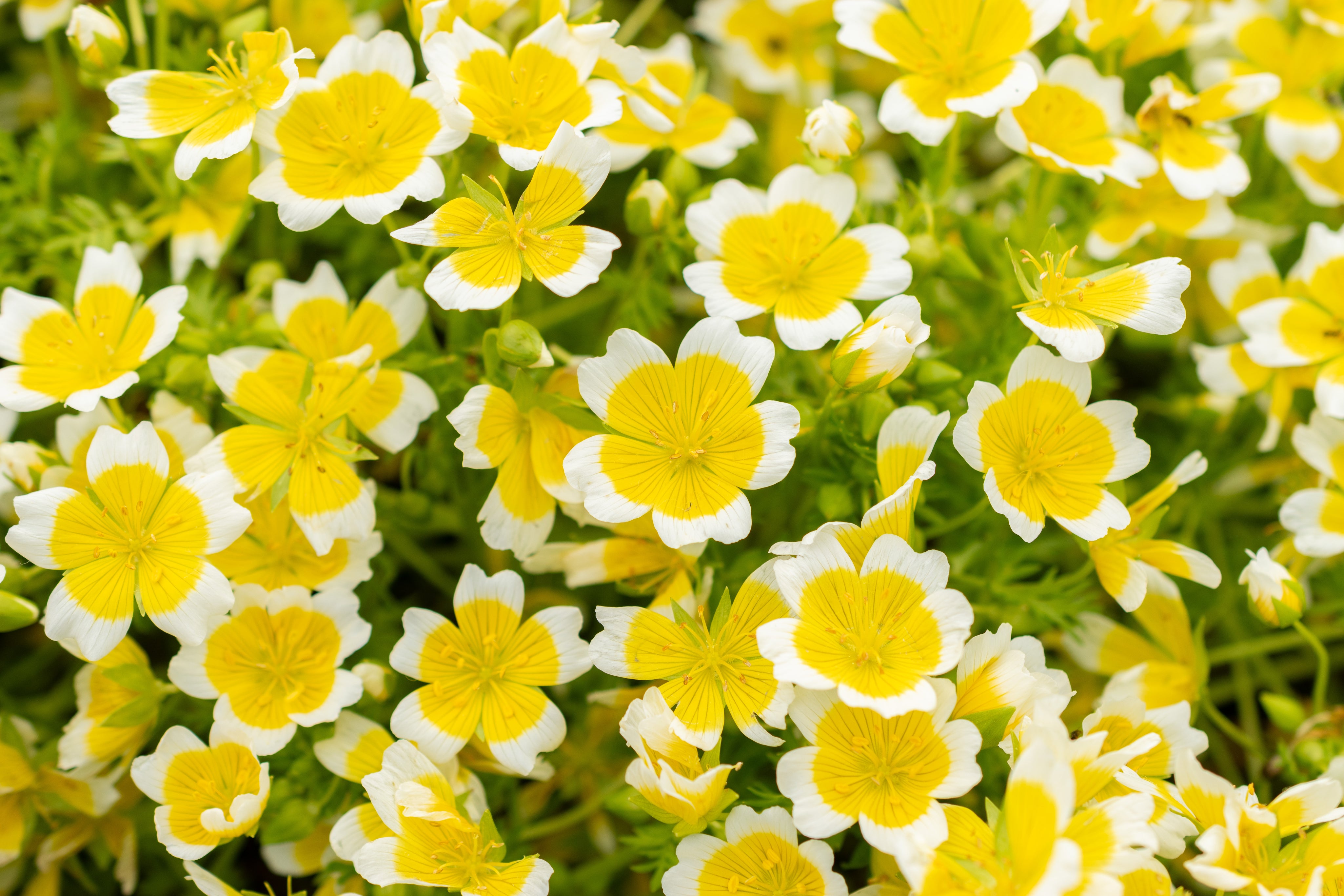 Limnanthes alba (Meadowfoam) seed oil